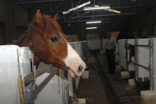 A stray abandoned horse being treated at the Parel animal hospital, Bombay now Mumbai, Maharashtra, India