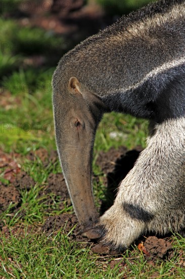 Giant anteater (Myrmecophaga tridactyla), Pantanal, Brazil, adult, feeding, termites, termite mound, termite burrow, portrait
