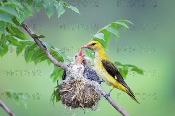Eurasian Golden Oriole (Oriolus oriolus), female at nest with chicks, Pentecost bird, Bulgaria