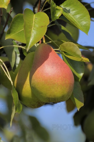 Pear on the branch, Variety : Clapps Liebling