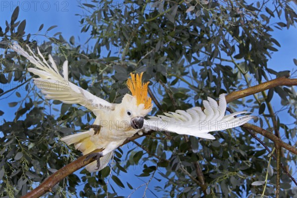 CITRON-CRESTED COCKATOO (cacatua sulphurea) citrinocristata, ADULT TAKING OFF FROM BRANCH