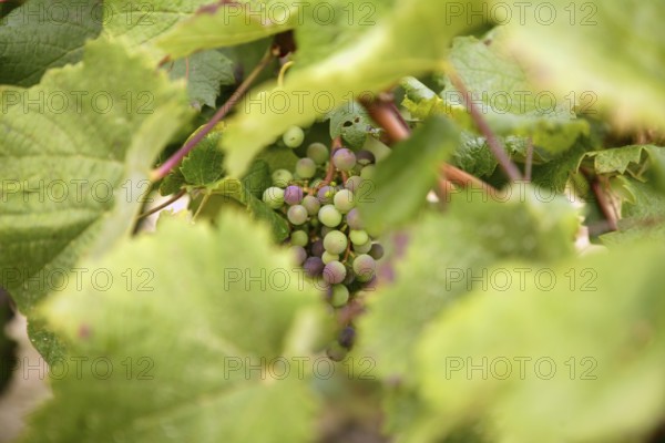 Grape details growing in vineyard field in Spain