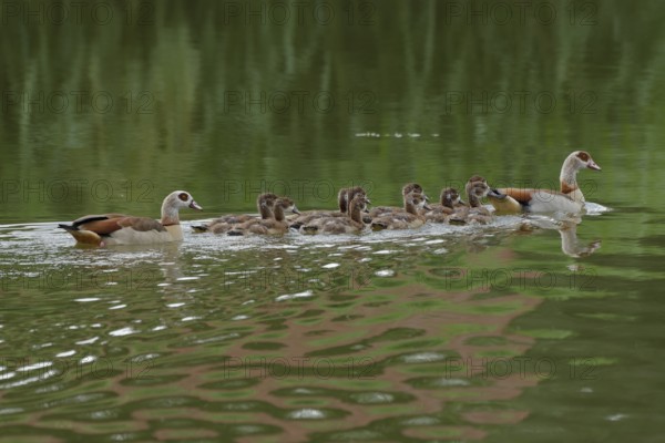 Egyptian goose (Alopochen aegyptiaca) with offspring, neozoan, invasive, duck bird, Schwäbisch Hall, Hohenlohe, Germany