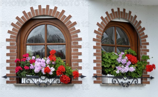 Garden with house, arched window with flowers, geraniums at the window outside, white roses in the garden