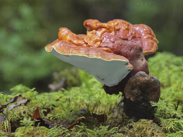 Red Reishi (Ganoderma lucidum), commonly known as Ling Zhi in Chinese, is a herbal mushroom known to have miraculous health benefits