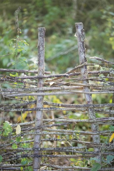 Deadwood hedge in a meadow, practical nature conservation, nesting place and foraging site for birds and insects, Lower Saxony, Germany