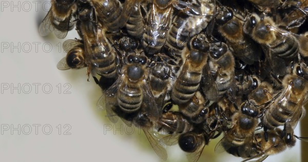 |European Honey Bee (apis mellifera), Black Bees Shaping a Bunch, Begenning of a Swarm, Bee Hive in Normandy