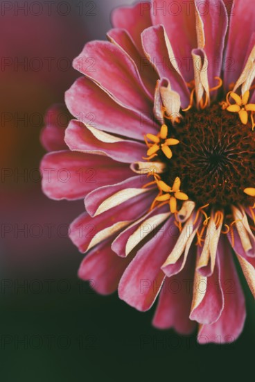 Pink red zinnia flower closeup, natural macro background, copy space