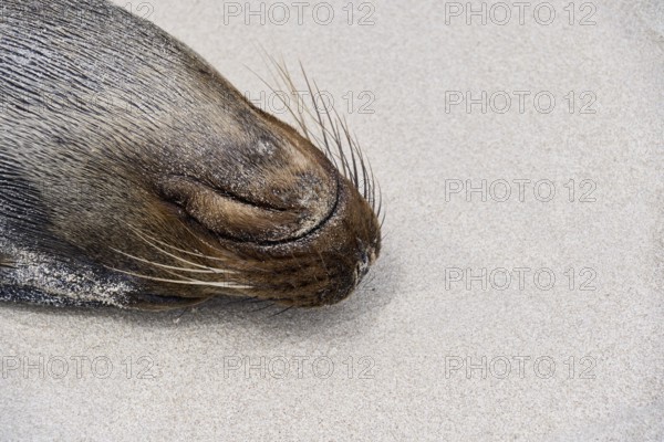 Sleeping Galápagos sea lion (Zalophus wollebaeki), eared seal, Puerto Chino beach, Isla San Cristóbal, Chatham, Galapagos, Galapagos Islands, Galápagos Islands, Islas Galápagos, Ecuador