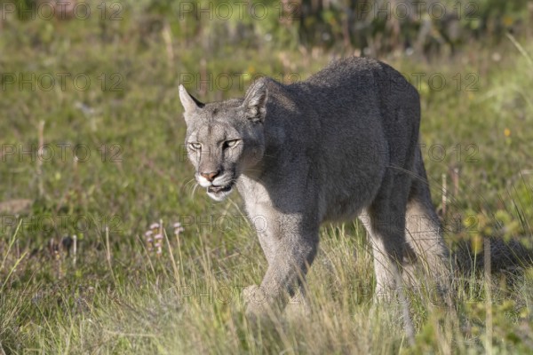 Cougar (Cougar concolor), silver lion, mountain lion, cougar, panther, small cat, Torres del Paine National Park, Patagonia, end of the world, Chile