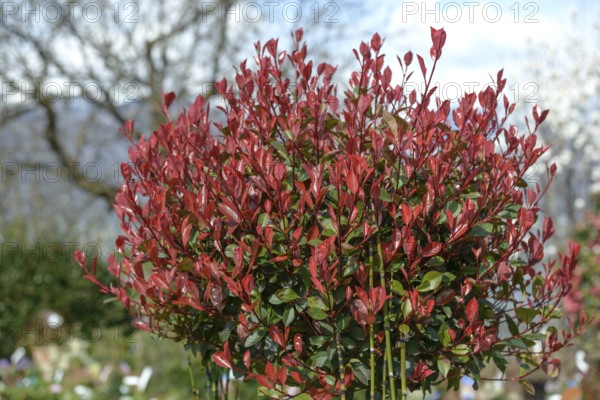 Photinia × fraseri 'Rotkehlchen'