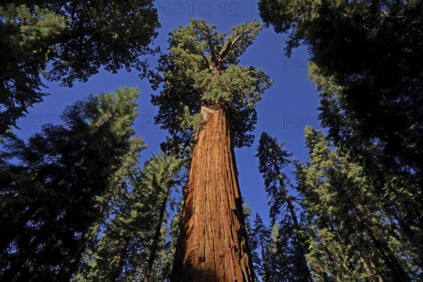 Sequoia, sequoia tree, giant sequoia, giant sequoia, USA, California, Sierra Nevada, (Sequoia giganta), Sierra Nevada, California, USA