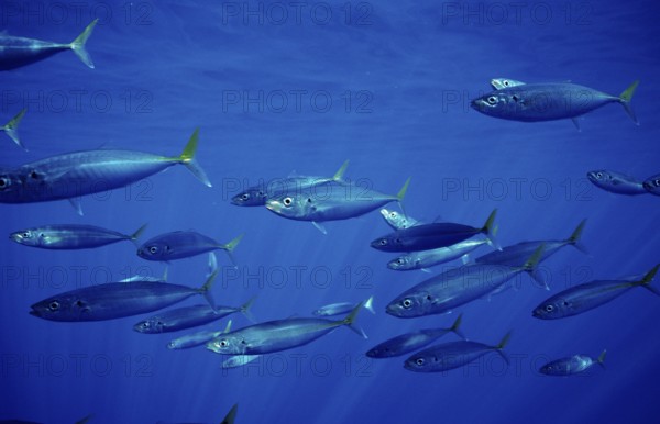 Herring mackerel, Decapterus sp., Mexico, Pacific Ocean, Guadalupe