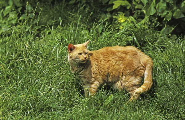 Red Domestic Cat, Adult standing on Grass