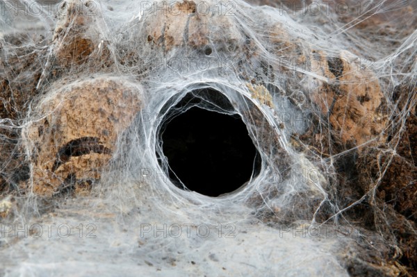 Terrarium, web of a tarantula, spider web