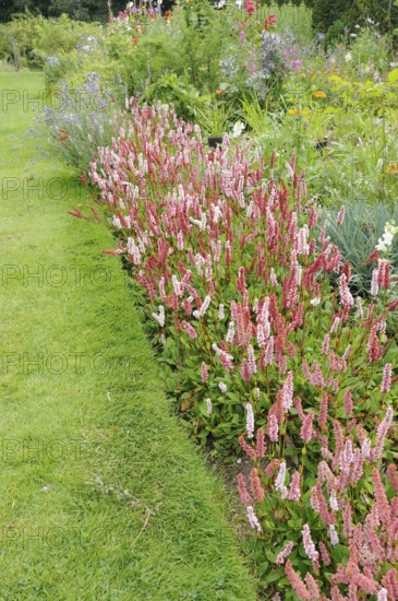 (Persicaria (Polygonum affine) affinis) (Bistorta affinis), carpet knotweed, snail knotweed