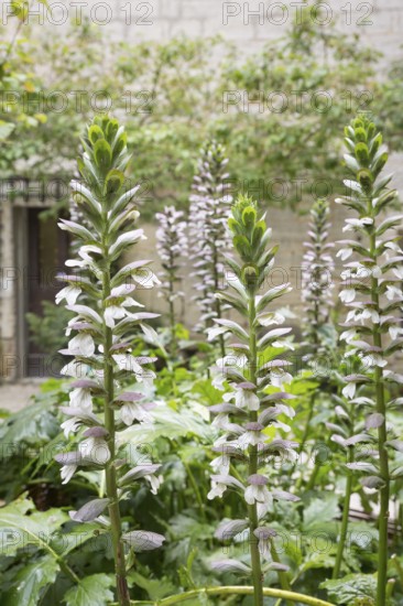 Acanthus mollis (Acanthus Mollis)