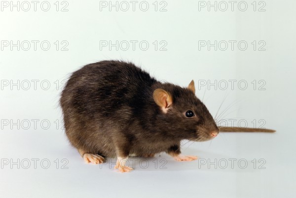 Colour rat