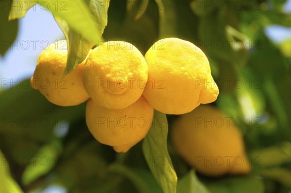 Ripe lemons (Citrus × limon) on the tree, lemon, citron, lime Rose garden in Oberderdingen