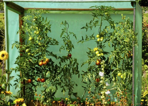 Baden, Würtemberg, Hohenlohe Farm garden in summer, flowers and vegetables, rain shelter for tomatoes