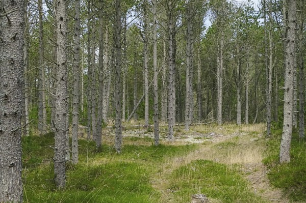 A peaceful path winds through a light-flooded forest with green grass Dune forest, Skiveren, Aalbæk, Denmark