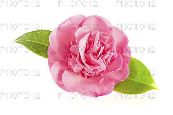 Pink camellia flower isolated on white background. Camellia japonica