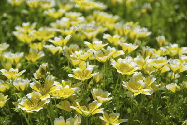 Marsh flower, poached egg plant