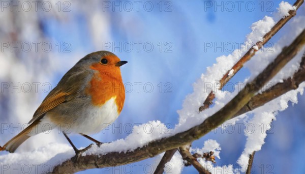 KI generated, animal, animals, bird, birds, biotope, habitat, one, individual, foraging, wildlife, robin in winter, snow, ice, (Erithacus rubecula, flycatcher, songbird