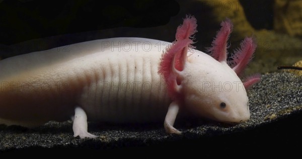 Axolotl (ambystoma mexicanum)