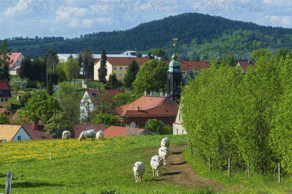 Cows on the pasture in Reinhardtsgrimma