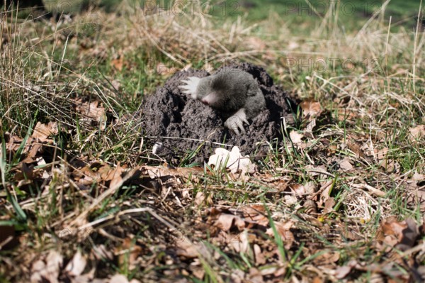 Mole comes from underground