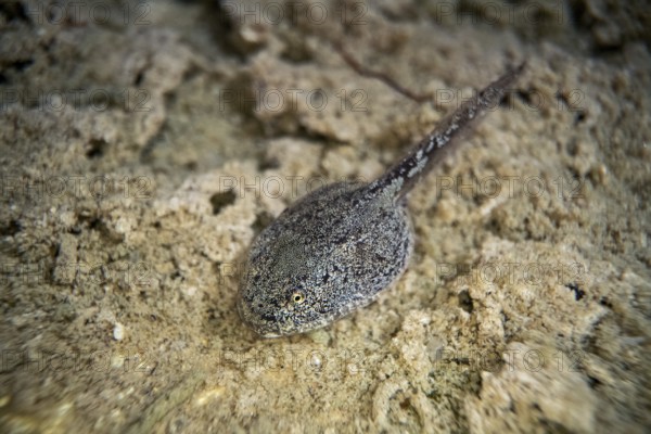 Yellow-bellied toad (Bombina variegata), a tadpole in the spawning water, Stolberg, Germany