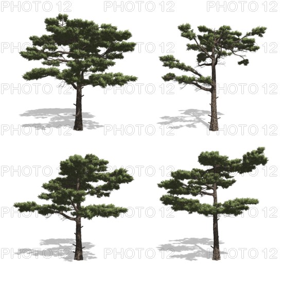 Pine trees, isolated on white background