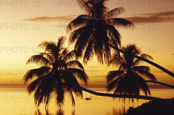 Palm trees in front of sunset, Moorea Island