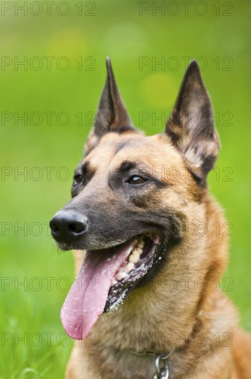 Malinois portrait