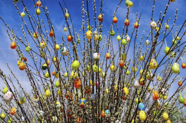 Easter shrub willow, easter shrub willow 01