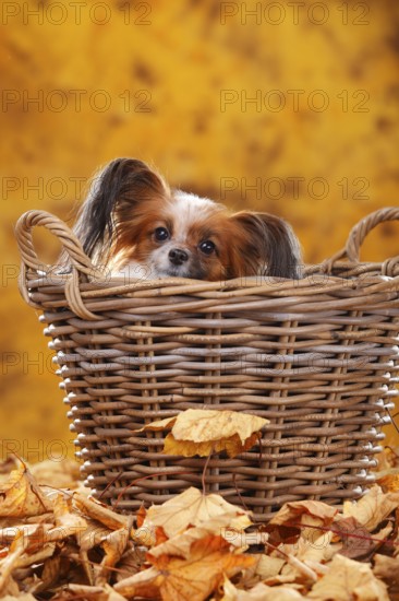Papillon, butterfly doggy, continental dwarf spaniel, autumn leaves, basket, hidden