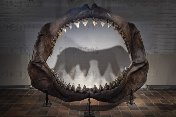 Megalodon (Otodus megalodon), teeth, specimen, extinct, exhibition, Otodus megalodonGerman Oceanographic Museum, Dominican Monastery, Hanseatic City, Stralsund, Mecklenburg-Western Pomerania, Germany