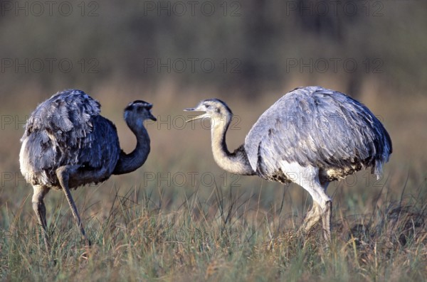 Nandus foraging in the Wakenitz lowlands (greater rhea (Rhea americana)