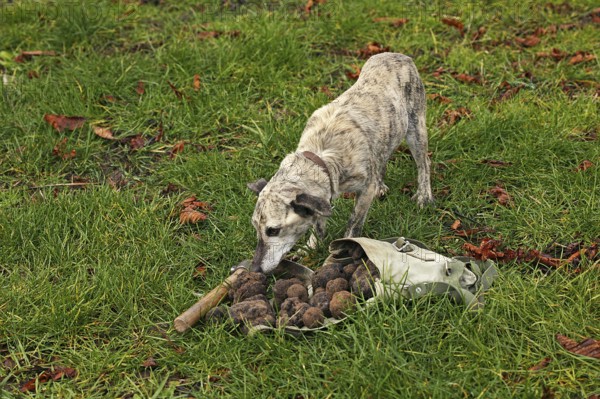 TRUFFLE DOG, TRUFFLE MOLLS IN DROME IN FRANCE