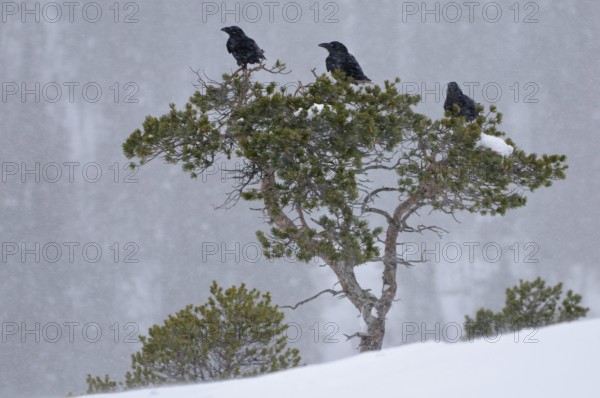 Common ravens (Corvus corax) in winter, Norway