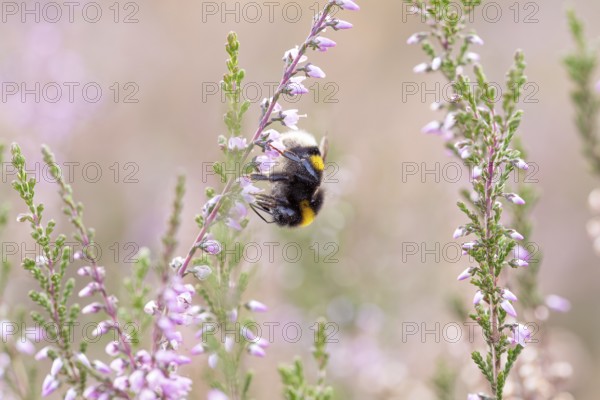 Large earth bumblebee, foraging on common heather (Calluna vulgaris), Döberitzer Heide nature reserve, Brandenburg, Germany
