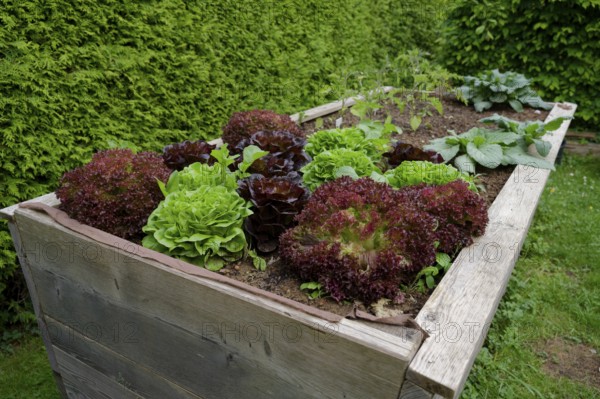 Salads in a raised bed, garden bed, garden, vegetable harvest, hobby garden, hobby gardening, hobby, vegan, healthy, tasty, food, vegetables, gardening, Schwäbisch Hall, Germany