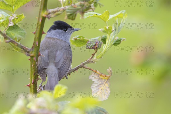 Blackcap (Sylvia atricapilla), Fauvette à tête noire, Curruca Capirotada, Branch, branch, Ormoz area, Ormoz, Podravska, Slovenia
