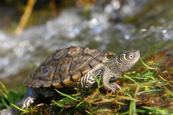 Mississippi map turtle (Graptemys pseudogeographica kohnii)