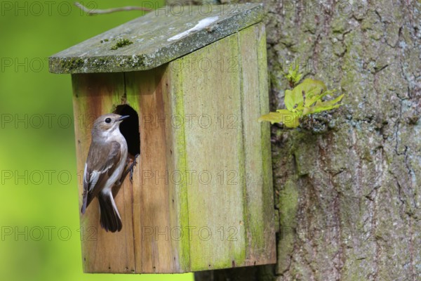 Animals, birds, songbirds, pied flycatcher, (Ficedula hypoleuca), biotope, habitat, perch, foraging, at nesting box, forest cemetery, Limburgerhof, Rhineland-Palatinate, Federal Republic of Germany