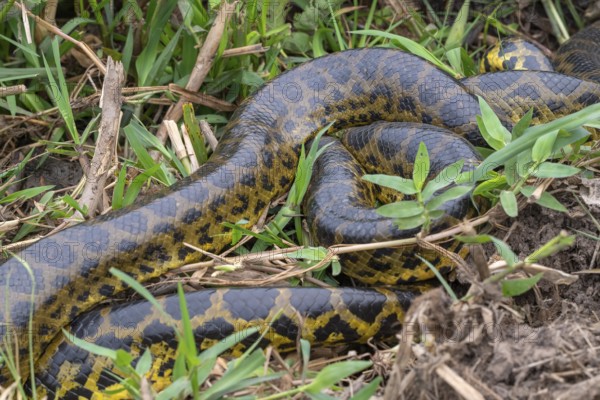 Yellow anaconda (Eunectes notaeus), also known as Paraguay anaconda or southern anaconda, boa (Boidae), constrictor snake, Pantanal, inland, wetland, UNESCO biosphere reserve, World Heritage Site, wetland, Mato Grosso, Brazil
