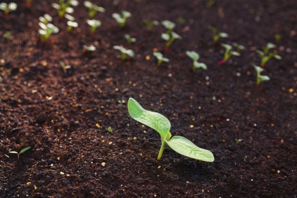 Zucchini plant from seedlings in an orchard urban garden