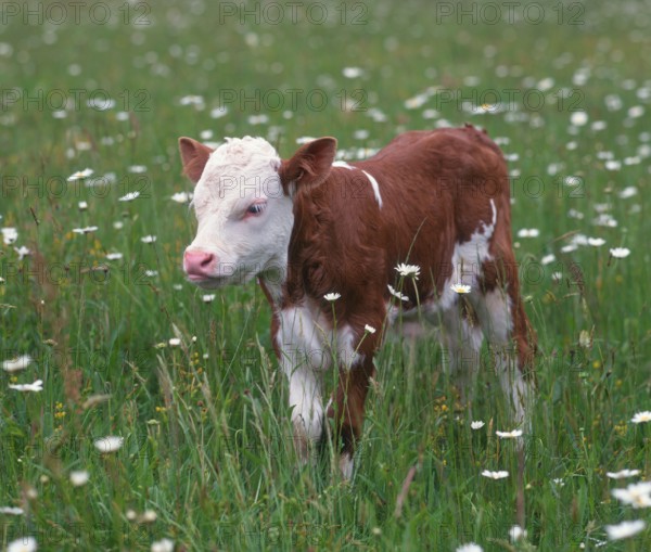 Hinterwälder cattle, calf, cows, calves