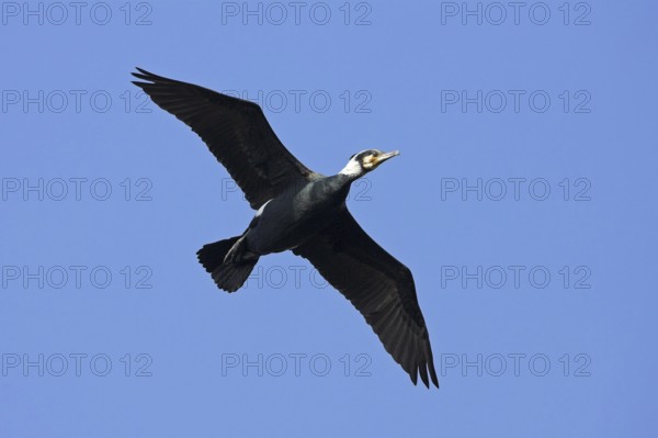 Cormorant, Great Cormorant, Cormorant, (Phalacrocorax carbo), Grand Cormoran, Cormor-n Grande, flight photo, Wagbachniederung, Mannheim, Baden-Württemberg, Germany